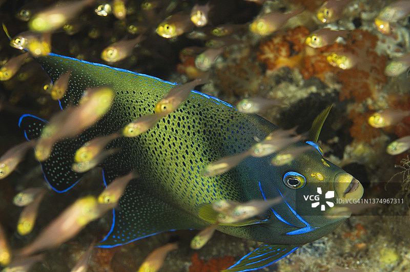 半圆月神仙鱼图片素材