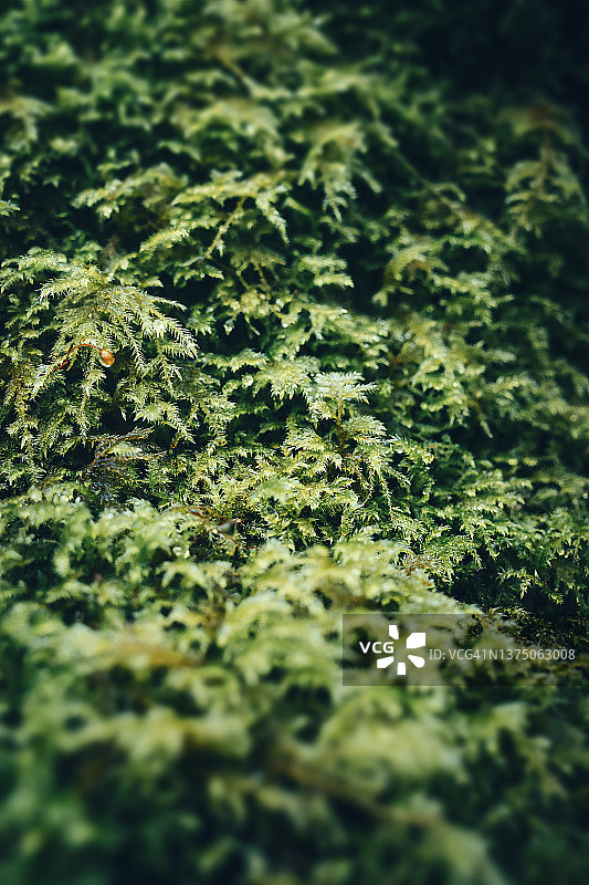 苔藓特写图片素材