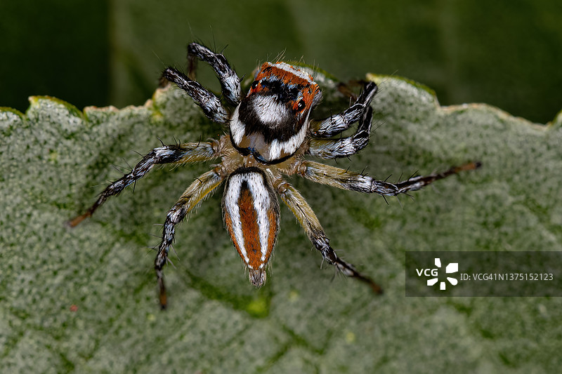 成年雄性跳蛛，叶子上的蜘蛛特写图片素材