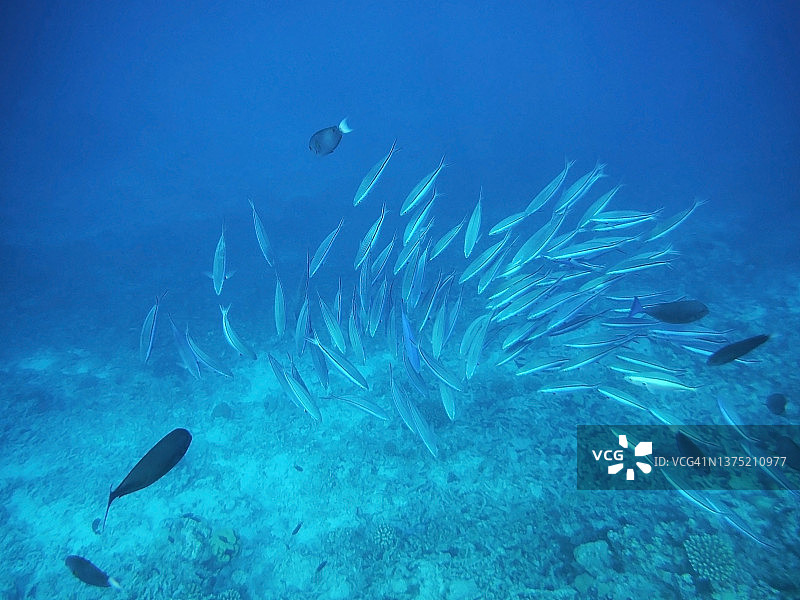 马尔代夫阿里环礁霓虹梭鱼群图片素材
