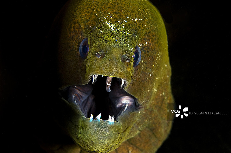 黄边海鳝图片素材