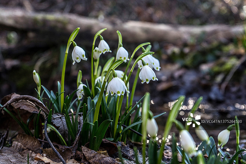 春雪花图片素材