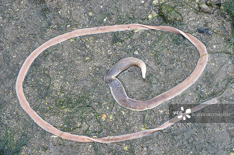 纽形动物“丝带虫”图片素材