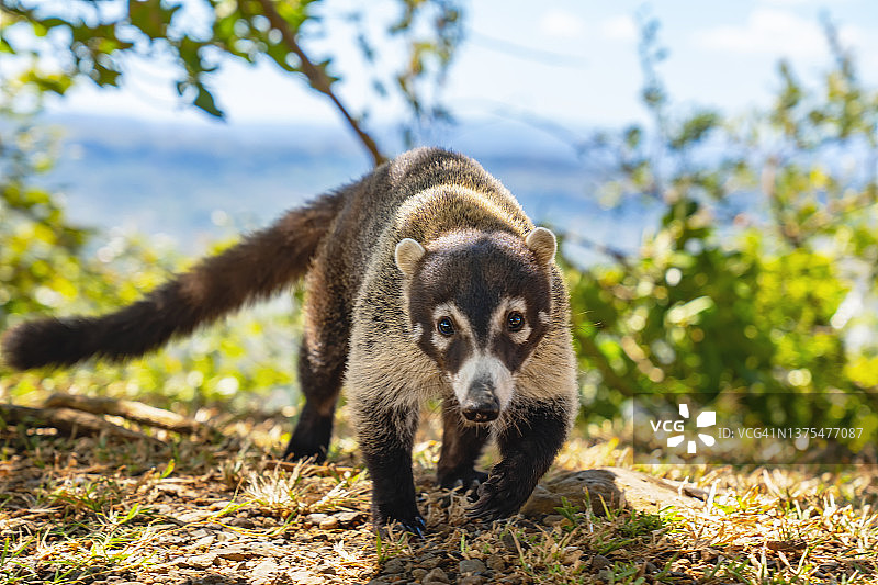 白鼻浣熊特写图片素材