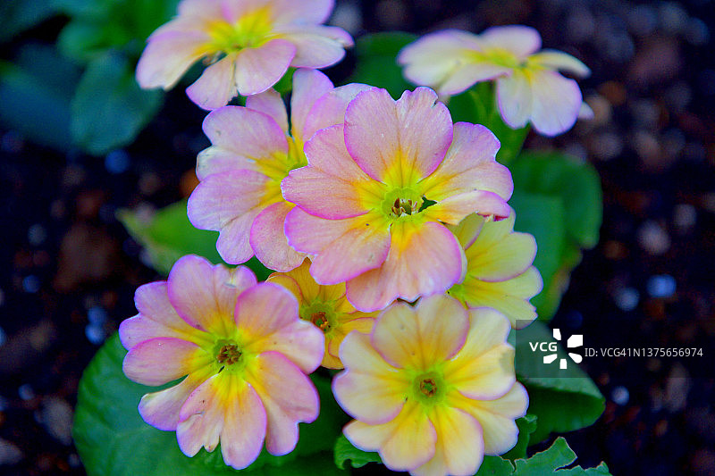 报春花图片素材