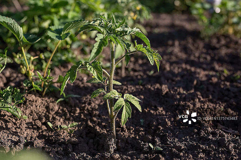 露天地里生长的西红柿幼苗图片素材