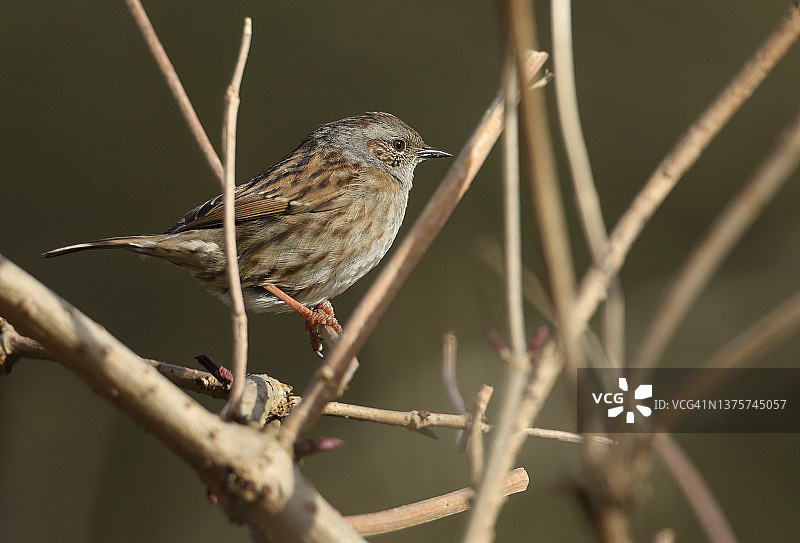 栖息在树枝上的漂亮欧歌鸲图片素材