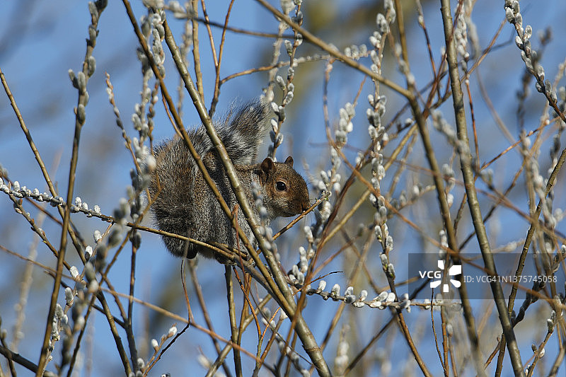 可爱的灰色松鼠（美洲灰松鼠）坐在毛茸茸的柳树上，吃着新长出的果实图片素材