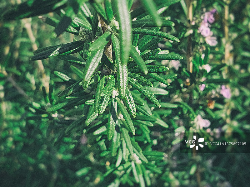花园里的迷迭香图片素材