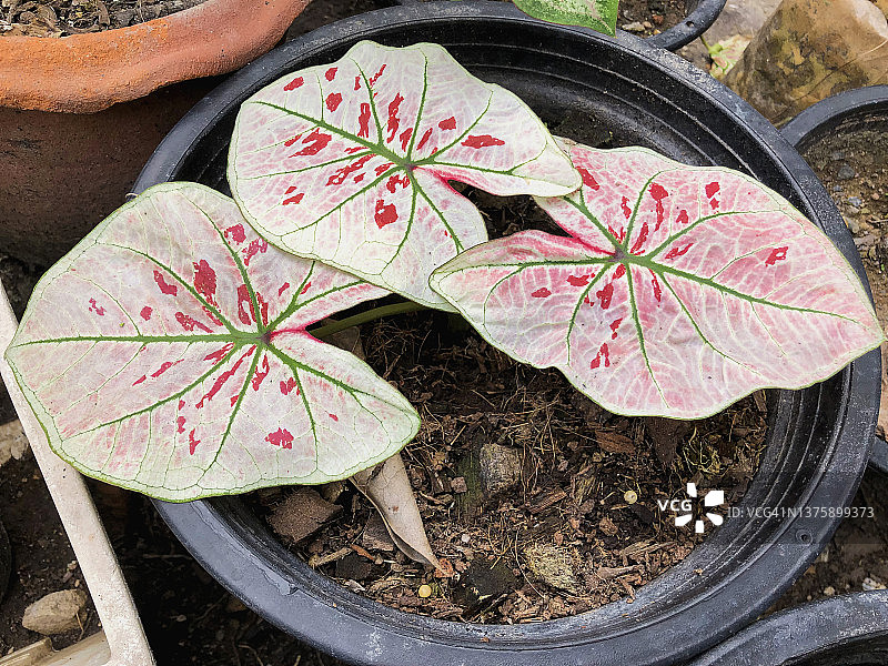 高角度盆栽花叶芋图片素材