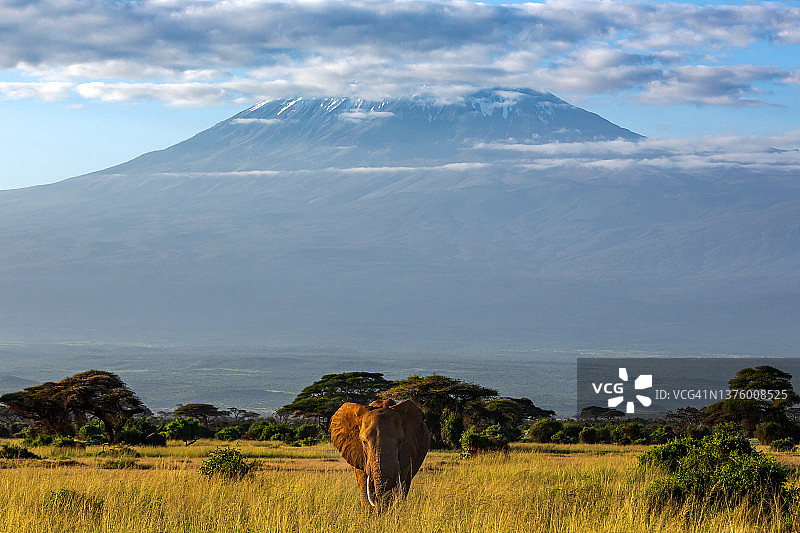乞力马扎罗山和非洲象图片素材