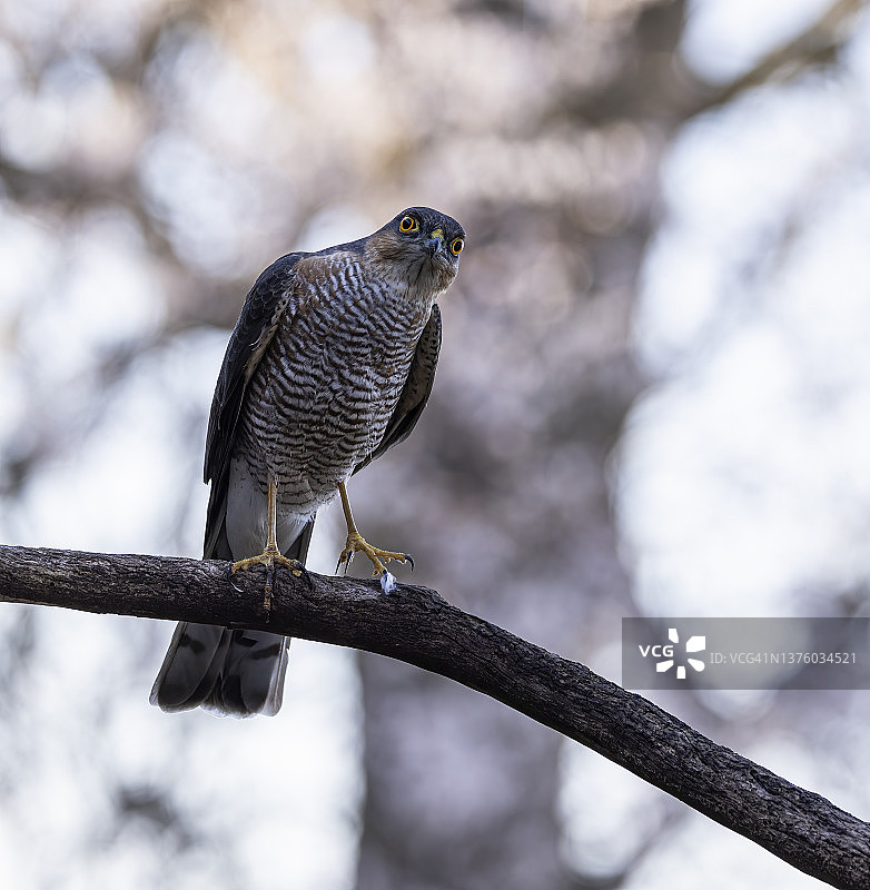 雄性雀鹰图片素材