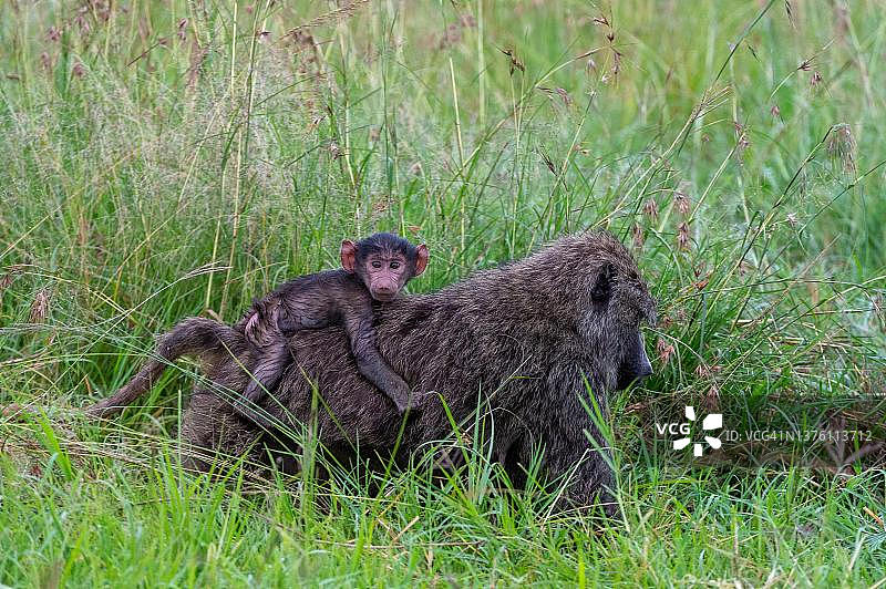 肯尼亚马赛马拉，狒狒幼崽被母亲携带图片素材
