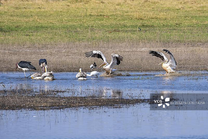 博茨瓦纳奥卡万戈三角洲莫雷米野生动物保护区降落的大白鹈鹕图片素材