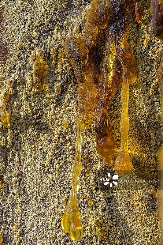 欧洲黑松的树脂，奥地利下奥州巴德弗斯劳图片素材