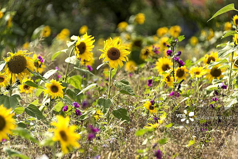 色彩鲜艳的向日葵野花田（德国黑森州）图片素材