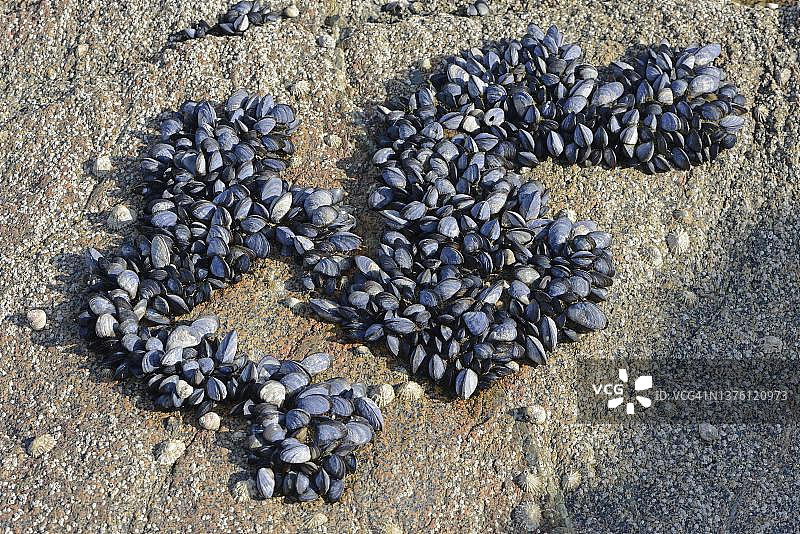海滩上的贻贝（Mytilus edulis），圣凯波特里厄，布列塔尼，法国图片素材