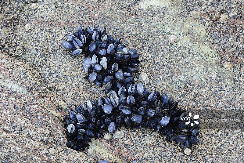 海滩上的贻贝（Mytilus edulis），圣凯波特里厄，布列塔尼，法国图片素材