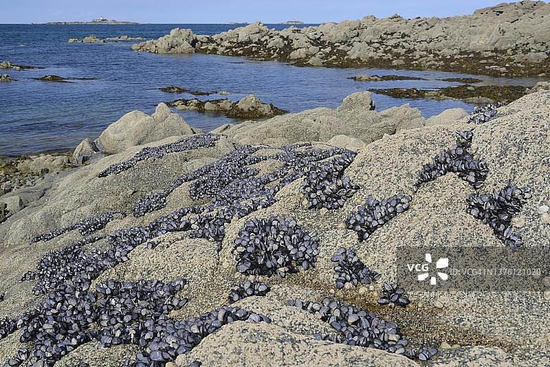 海滩上的贻贝（Mytilus edulis），圣凯波特里厄，布列塔尼，法国图片素材
