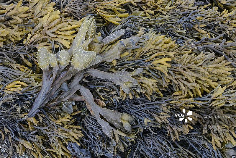 螺旋藻和沟状藻，法国布列塔尼圣夸伊-波特里厄图片素材