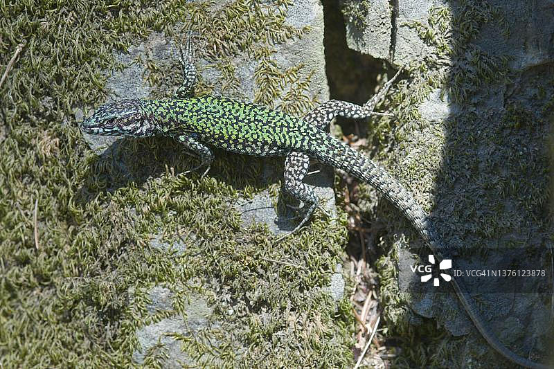 意大利利古里亚的欧洲墙蜥蜴图片素材