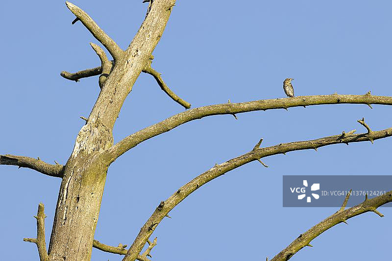 栖息在枯树上的歌鸫图片素材