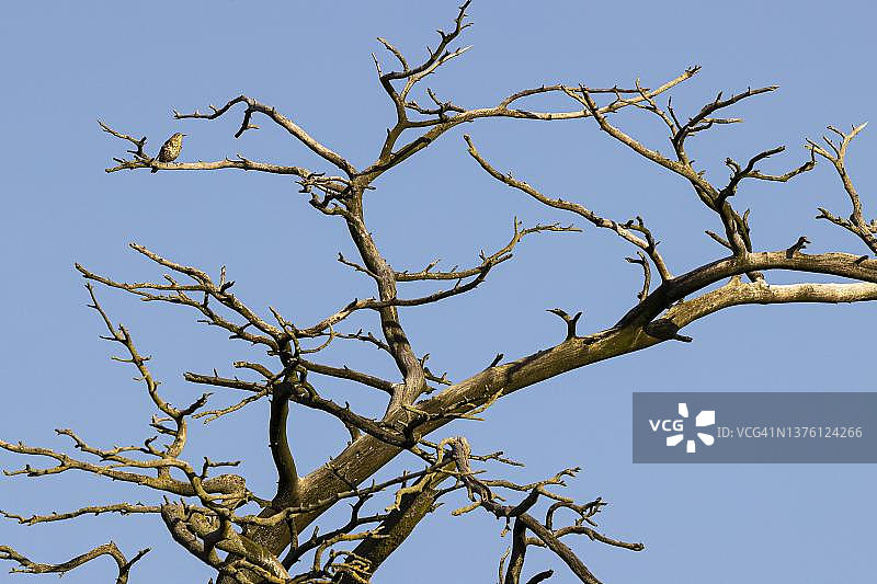 栖息在枯树上的歌鸫图片素材