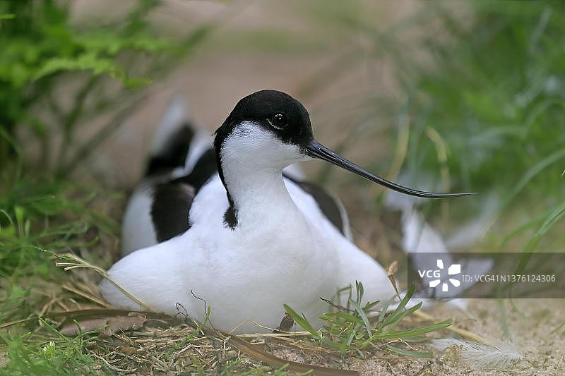 德国繁殖期的反嘴鹬成鸟在巢穴旁图片素材