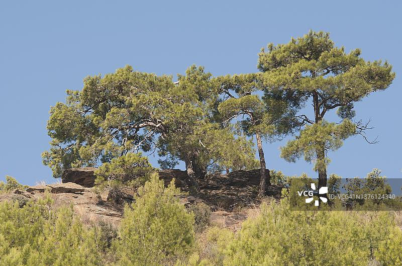 石松（Pinus pinea），土耳其伊兹密尔省图片素材