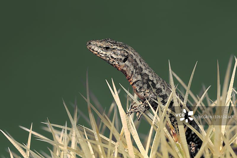 德国莱茵兰-普法尔茨埃勒斯塔特的成年雌性沙蜥图片素材