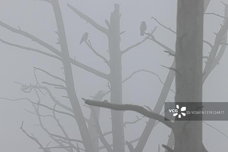 雾中枯树上的两只寒鸦，立陶宛克莱佩达库尔斯沙嘴图片素材