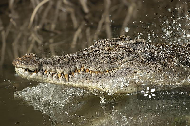 在昆士兰州丹翠河中游泳的咸水鳄鱼图片素材