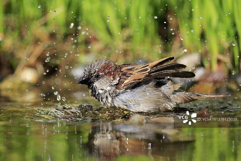 成年雄性家麻雀在花园池塘中沐浴图片素材
