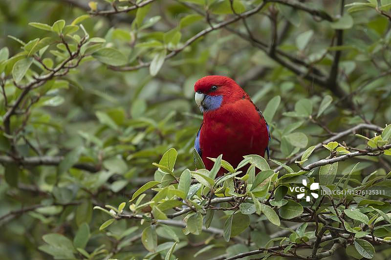 蓝脸鹦鹉成鸟（维多利亚州，肯尼特河）图片素材