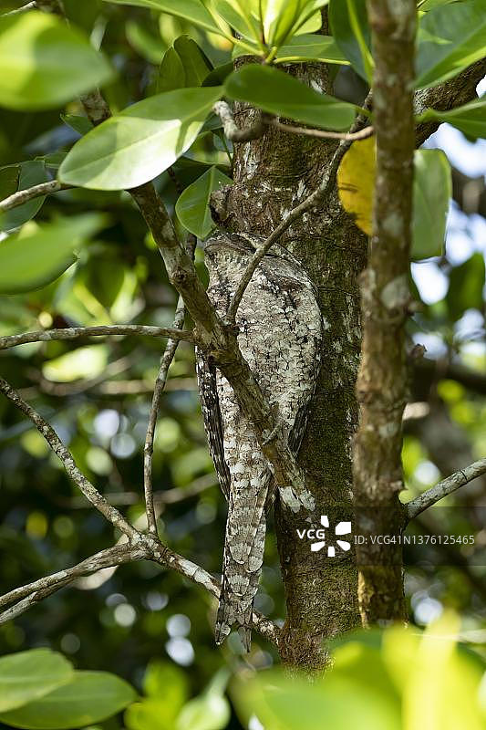 茶色蟆口鸱成鸟在树上睡觉，昆士兰州丹翠雨林图片素材