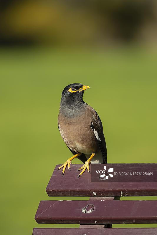 坐在公园长椅上的成年普通八哥，澳大利亚维多利亚州墨尔本图片素材