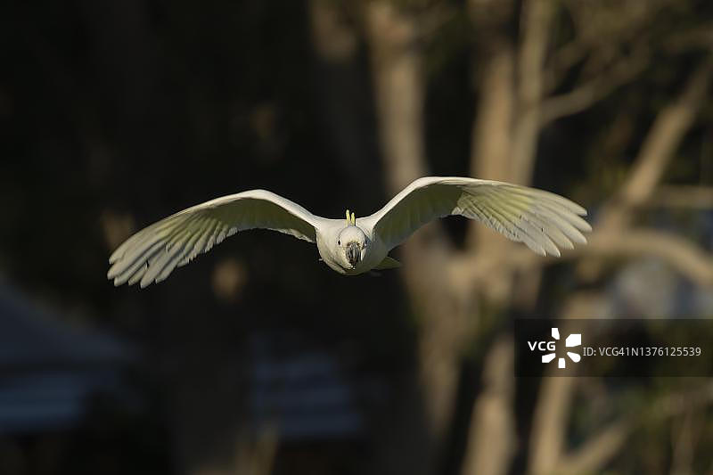 飞行中的成年葵花凤头鹦鹉（Cacatua galerita），悉尼，新南威尔士州图片素材