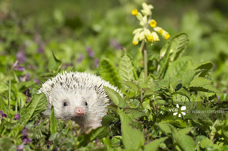 春天花丛中的欧洲白化刺猬（学名：Erinaceus europaeus）图片素材
