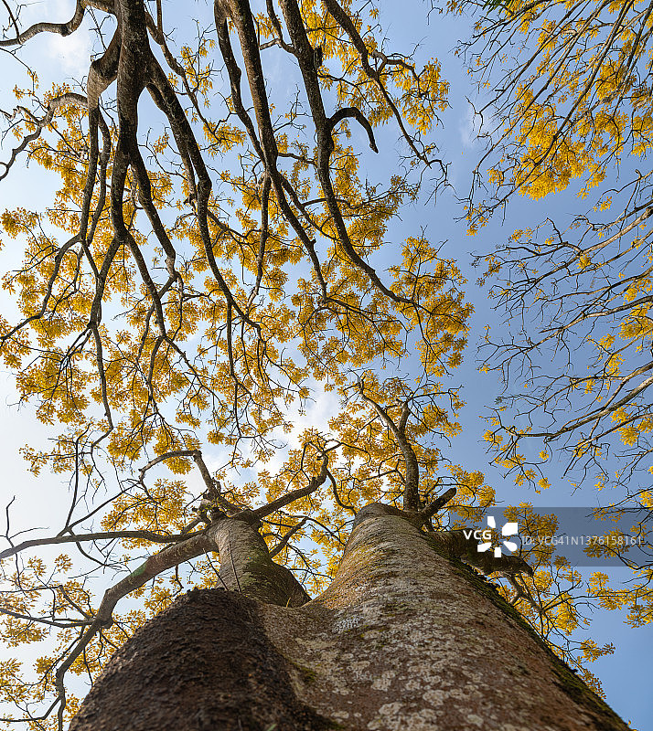 鲜艳的黄花楹树背景图片素材