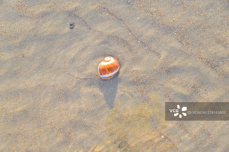 美丽的海螺背景图片素材