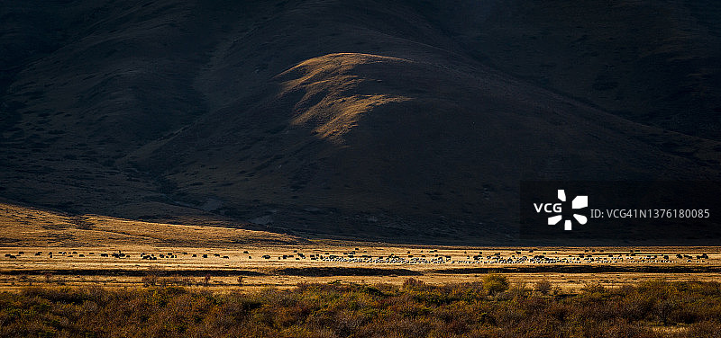 牦牛和绵羊在牧场上吃草图片素材
