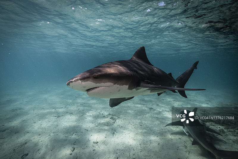 水下鲨鱼图片素材