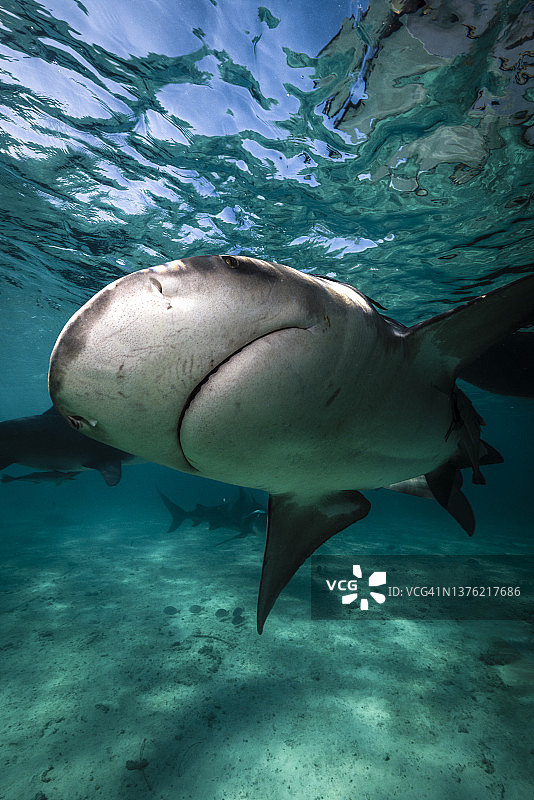水下鲨鱼图片素材