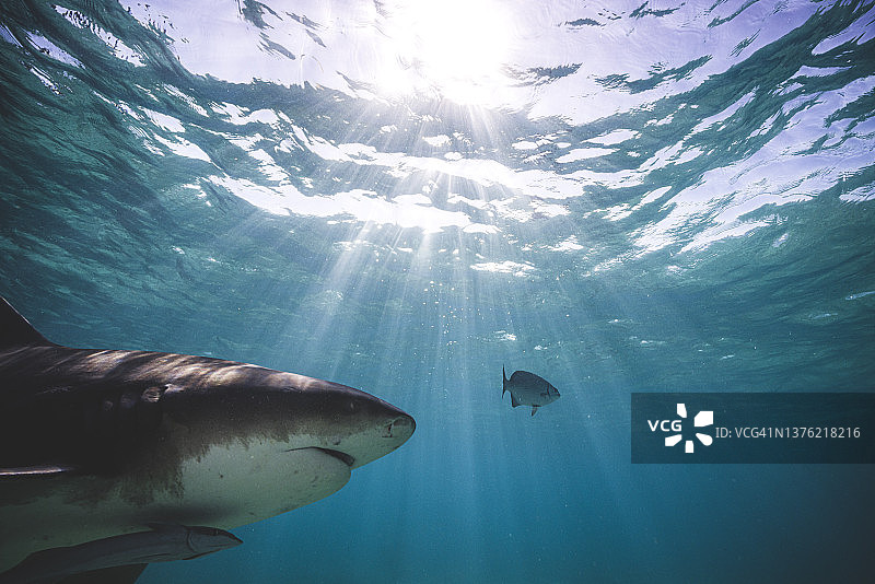 水下鲨鱼图片素材