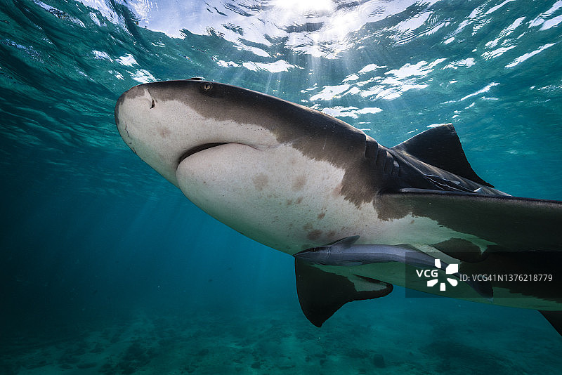水下鲨鱼图片素材