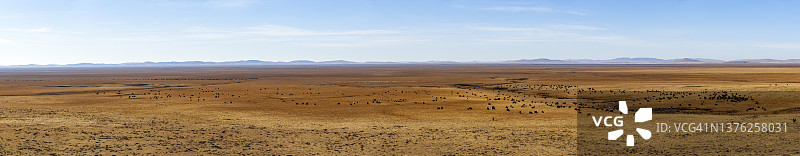 牦牛、绵羊和马在牧场上吃草图片素材