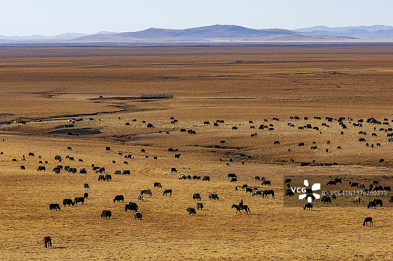 牦牛和绵羊在牧场上吃草图片素材