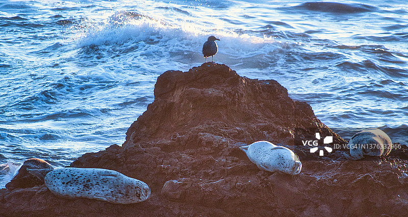 正在睡觉的海狮图片素材
