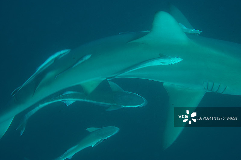 灰礁鲨图片素材