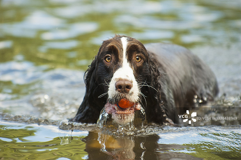 游泳的英国跳猎犬图片素材